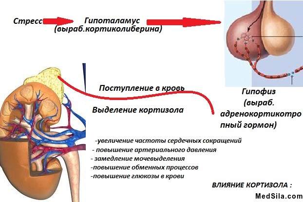 Образование кортизола